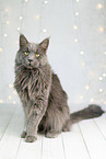Maine Coon