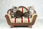 Maine Coon Ktzchen