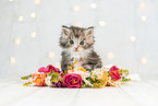 Maine Coon Ktzchen