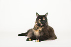 Maine Coon