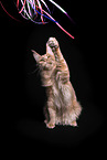 Maine Coon