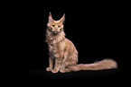 Maine Coon