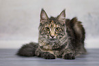Maine Coon