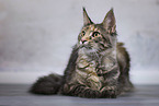 Maine Coon