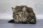 Maine Coon