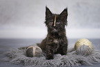 Maine Coon Ktzchen