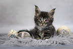 Maine Coon Ktzchen