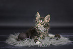 Maine Coon Ktzchen