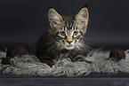 Maine Coon Ktzchen