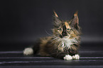 Maine Coon Ktzchen