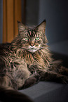 Maine Coon