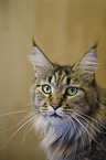 Maine Coon