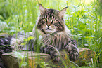 Maine Coon