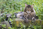 Maine Coon