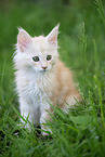 Maine Coon