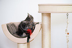 Maine Coon