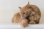 Maine Coon
