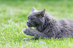 Maine Coon