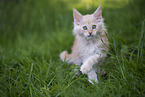 Maine Coon