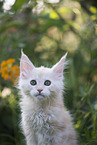 Maine Coon