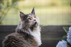 Maine Coon