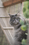 Maine Coon