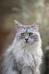 Maine Coon