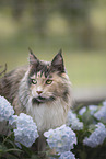 Maine Coon