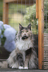 Maine Coon