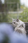 Maine Coon