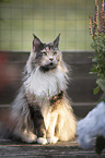 Maine Coon