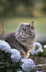 Maine Coon