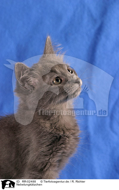 Nebelungktzchen / nebelung kitty / RR-02488