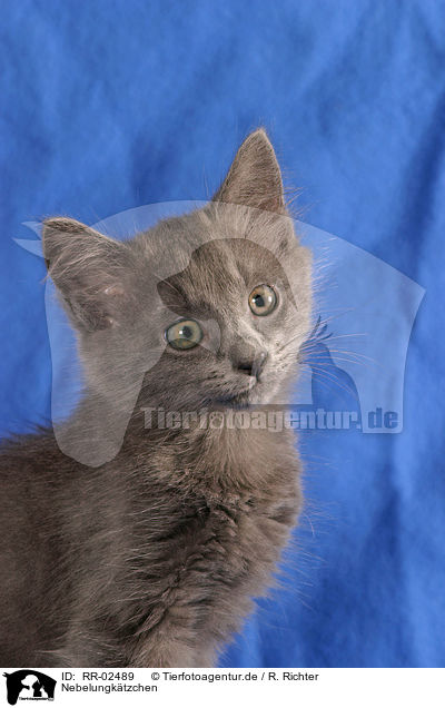 Nebelungktzchen / nebelung kitty / RR-02489