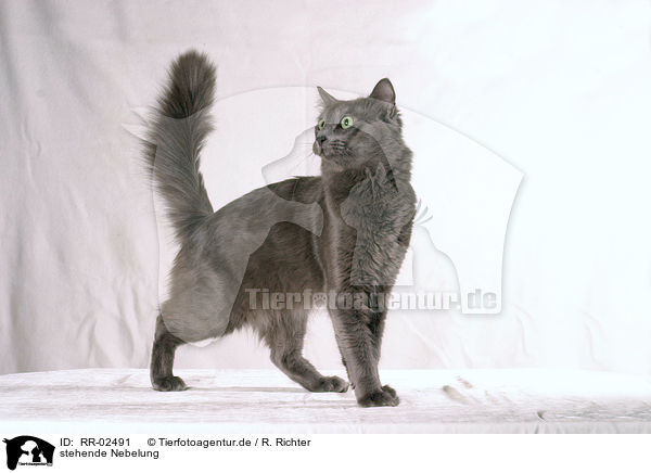 stehende Nebelung / standing cat / RR-02491