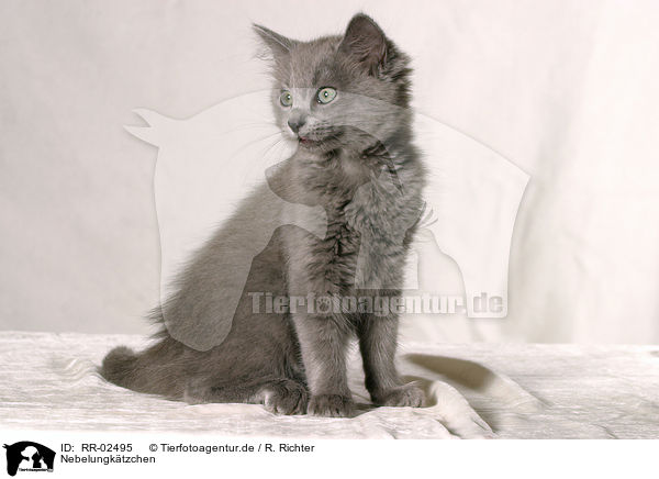 Nebelungktzchen / nebelung kitty / RR-02495