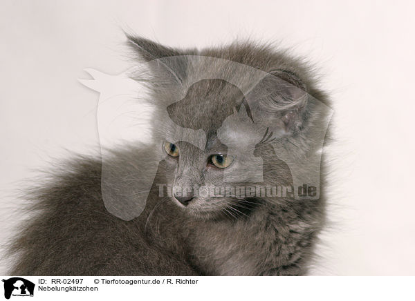 Nebelungk�tzchen / nebelung kitty / RR-02497