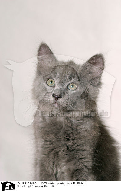 Nebelungktzchen Portrait / nebelung kitty / RR-02499
