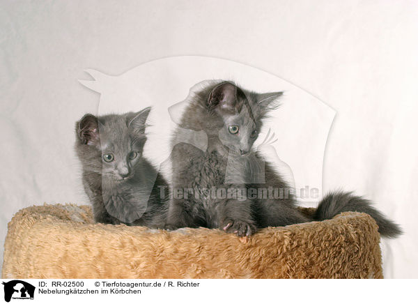 Nebelungktzchen im Krbchen / nebelung kitten in the basket / RR-02500