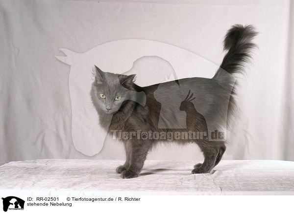 stehende Nebelung / standing cat / RR-02501