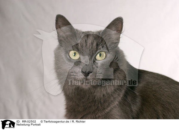 Nebelung Portrait / Nebelung Portrait / RR-02502