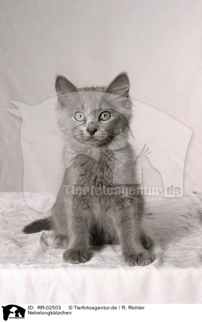 Nebelungktzchen / nebelung kitty / RR-02503