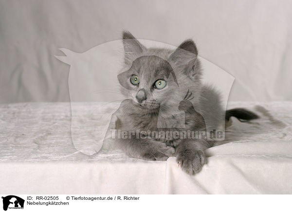 Nebelungktzchen / nebelung kitty / RR-02505
