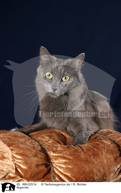 liegende / lying Nebelung / RR-02514