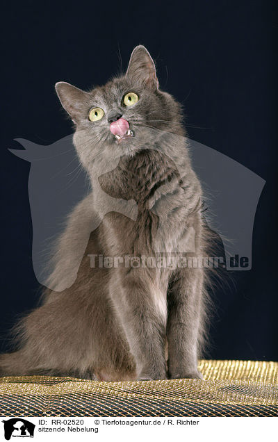sitzende Nebelung / sitting cat / RR-02520