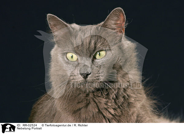 Nebelung Portrait / Nebelung Cat Portrait / RR-02524