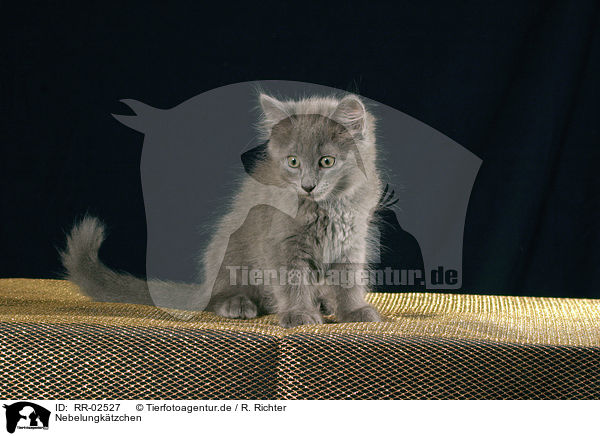 Nebelungktzchen / nebelung kitty / RR-02527