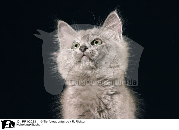 Nebelungktzchen / nebelung kitty / RR-02528