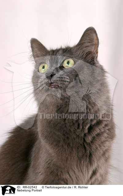 Nebelung Portrait / Nebelung Cat Portrait / RR-02542