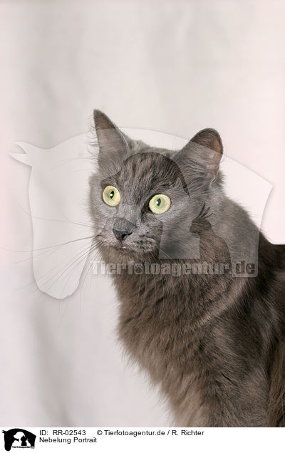 Nebelung Portrait / Nebelung Cat Portrait / RR-02543